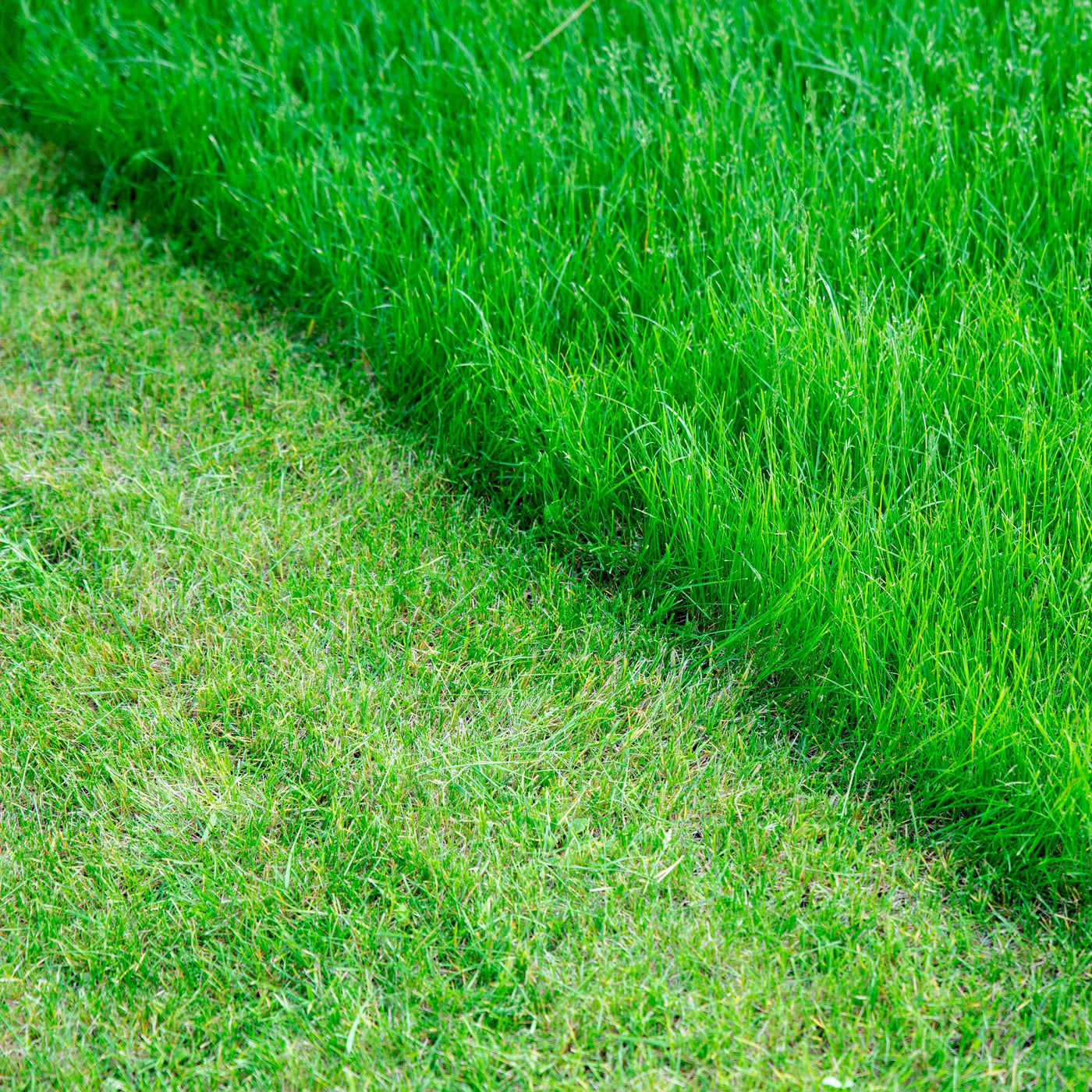 Equipements pour couper l'herbe