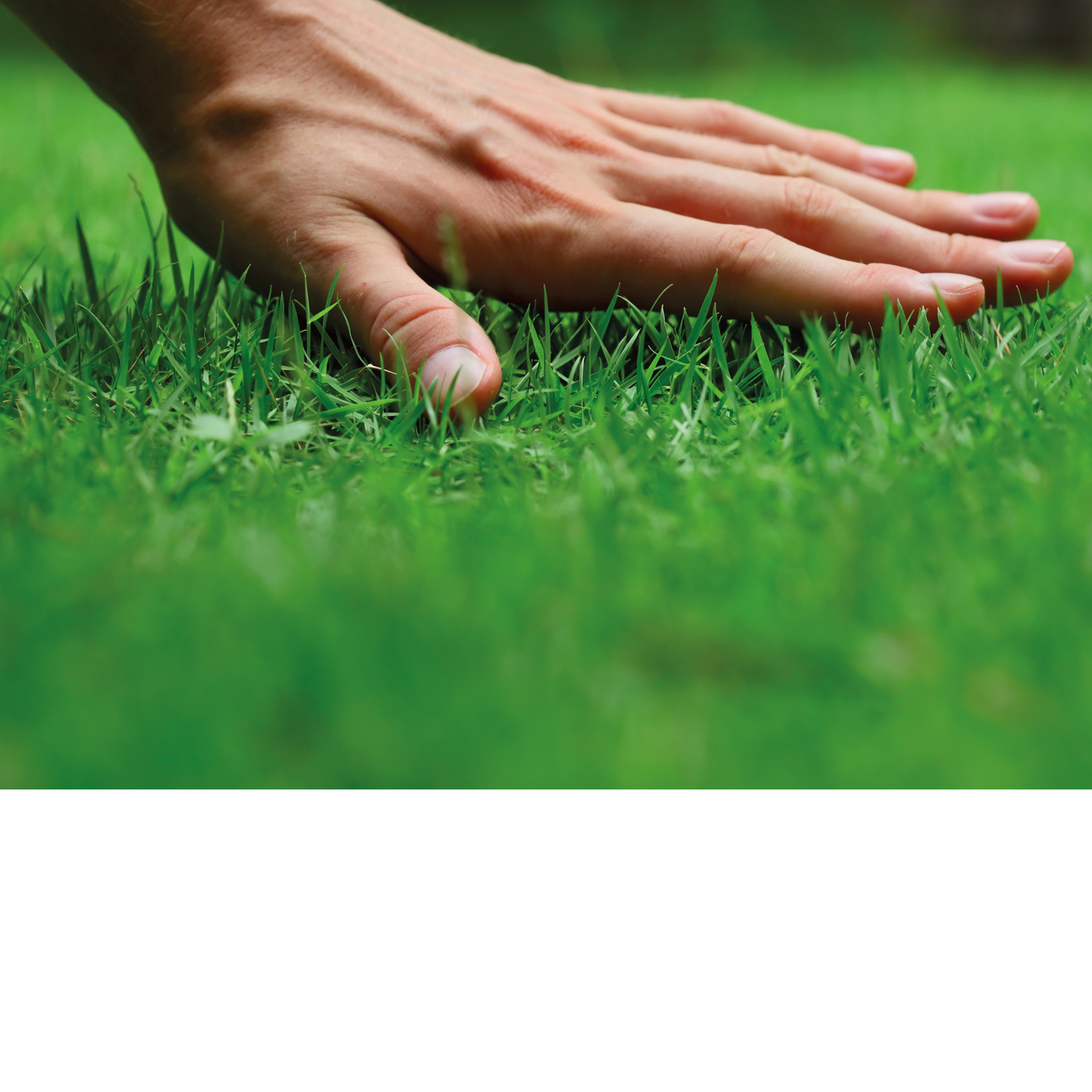 Couper l'herbe